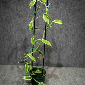 Vanilla plantifolia White Variegated