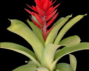 Aechmea Tomasito 8″ pot