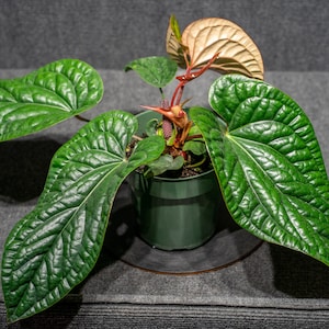 Anthurium Radicans x Luxurians 6 pot image 4