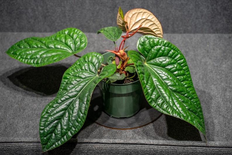 Anthurium Radicans x Luxurians 6 pot image 4