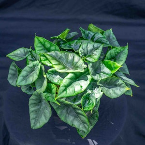 Alocasia Reversa 6" pot