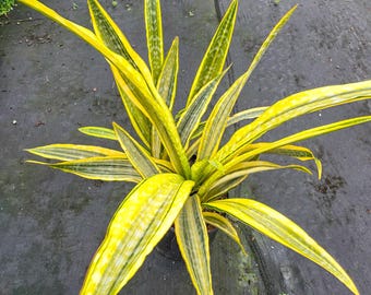 Sansevieria Blue Clone White Var | Rare Hybrid Species - Etsy