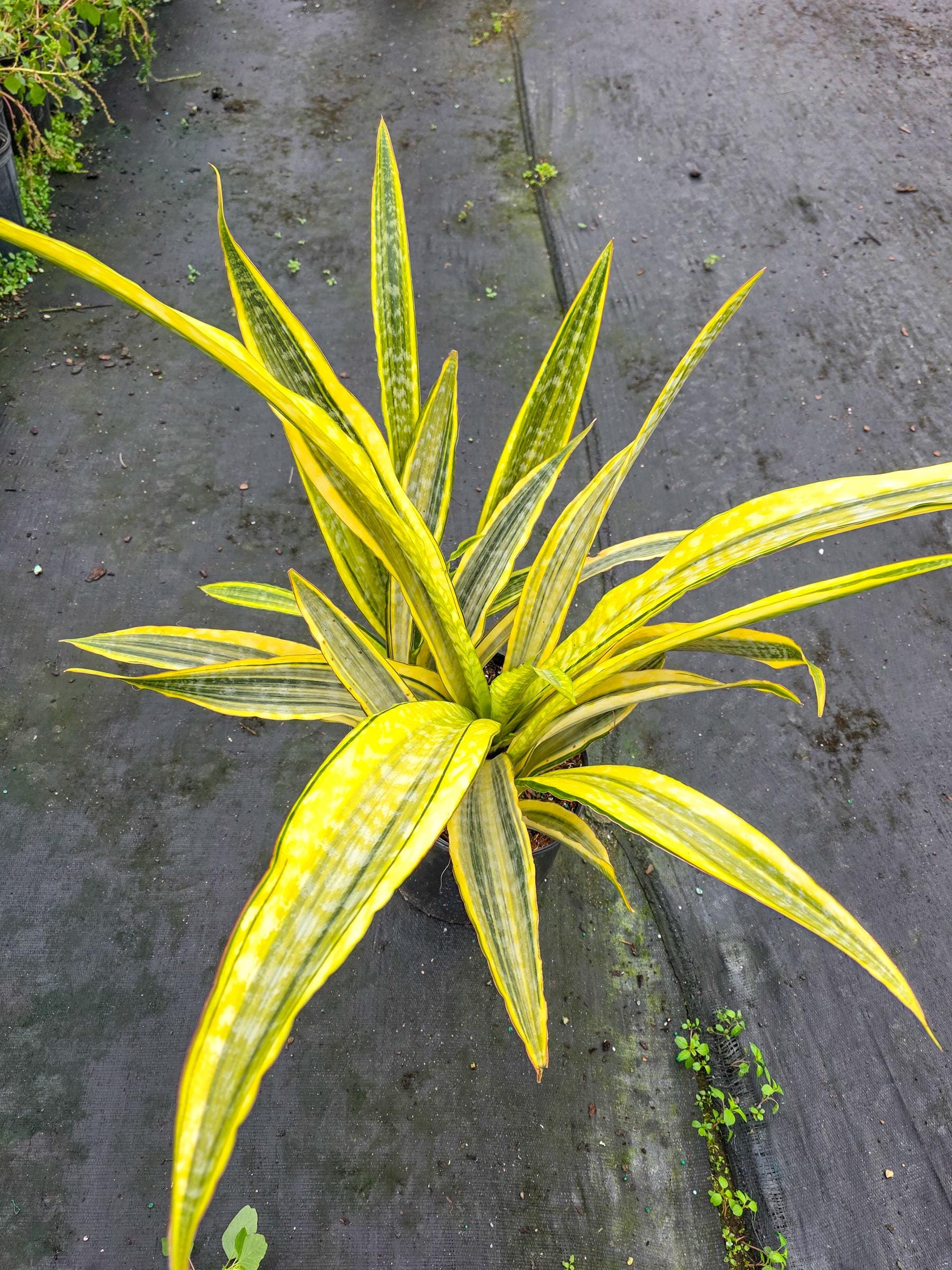 Sansevieria Yellowstone - Etsy
