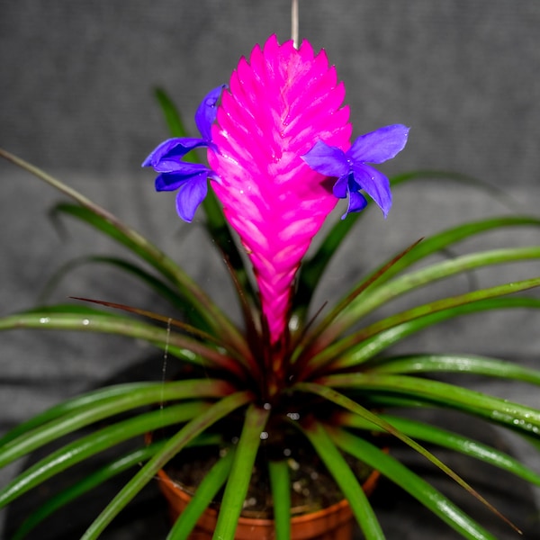 Tillandsia Cyanea 4" pot