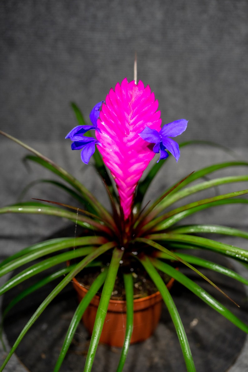 Tillandsia Cyanea 4 pot image 1