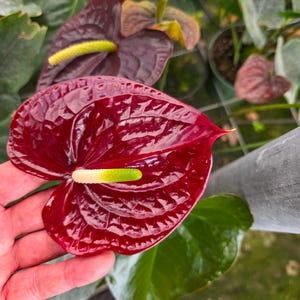 Burgundy Anthurium - Etsy