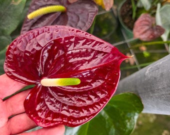 Anthurium Sempre Brown: Deep Burgundy Blooming Tropical Houseplant