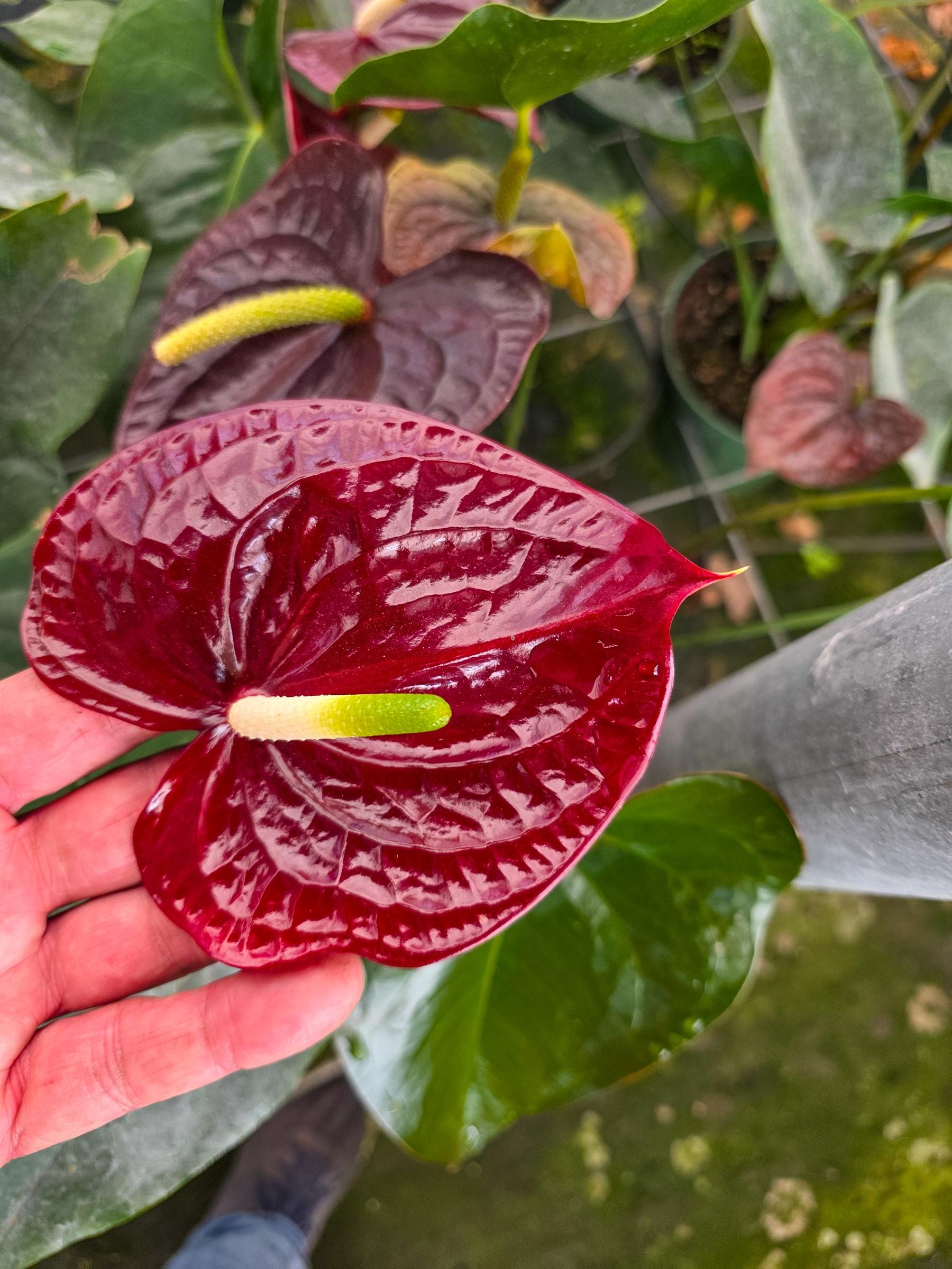 Anthurium Sempre Brown: Deep Burgundy Blooming Tropical Houseplant - Etsy