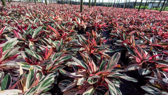 Buy Calathea Stromanthe Triostar: Pink Variegated Tropical Prayer Plant in  3 Gallon Online in India - Etsy