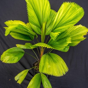 Pritchardia Licuala grandis Ruffled Fan Palm in a 3 gallons pot (very limited stock)