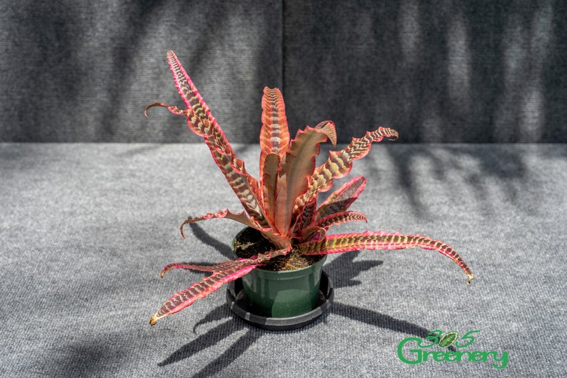 305 Greenery Cryptanthus Elaine - Thumbnail 3