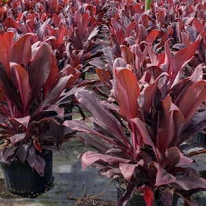 Cordyline 'Ruby Red' 14″ pot