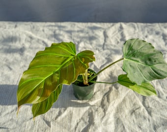 Philodendron Corsinianum 4" pot