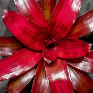 Bromeliad Neoregelia Malbec 6&quot; pot