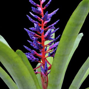 Bromeliad Aechmea Blue Tango 8" Pot