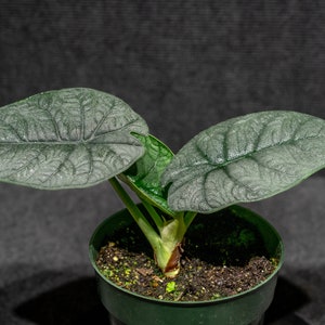 Alocasia Melo 6&quot;