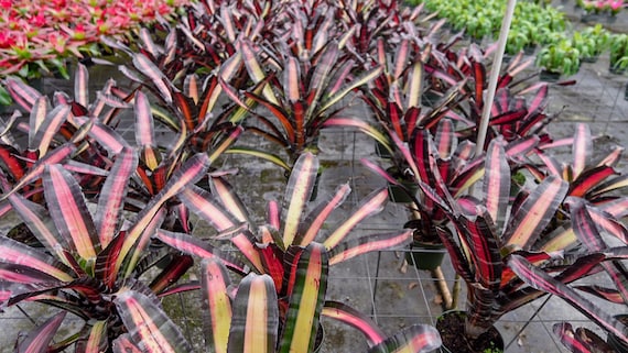Bromeliad Aechmea Roberto Menescal 6