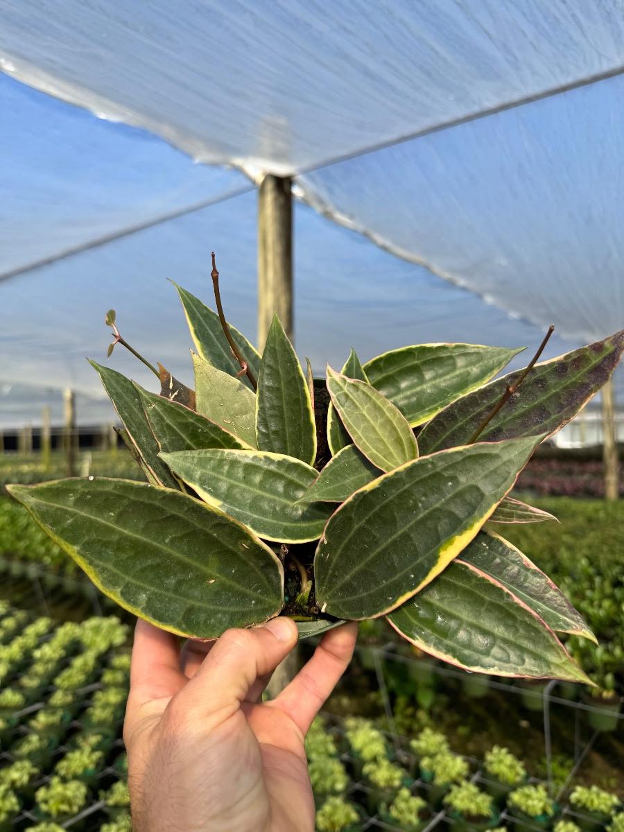 Neoregelia Snake Charmer No variegated