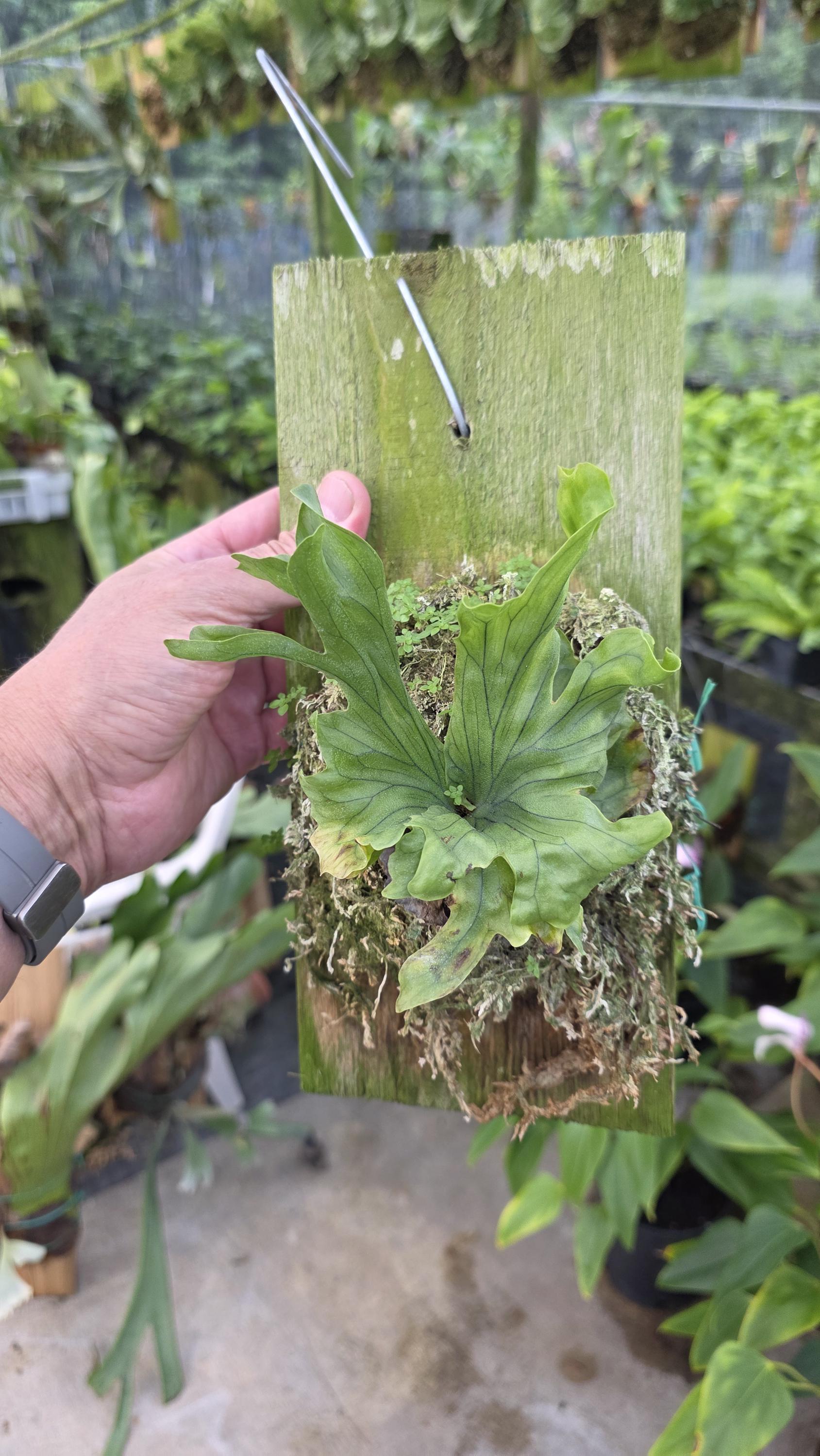 Platycerium Wandae Dwarf - Etsy
