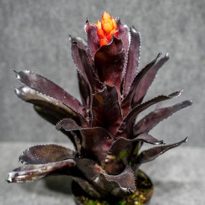 Quesnelia ‘Black Knight’ (Rare)