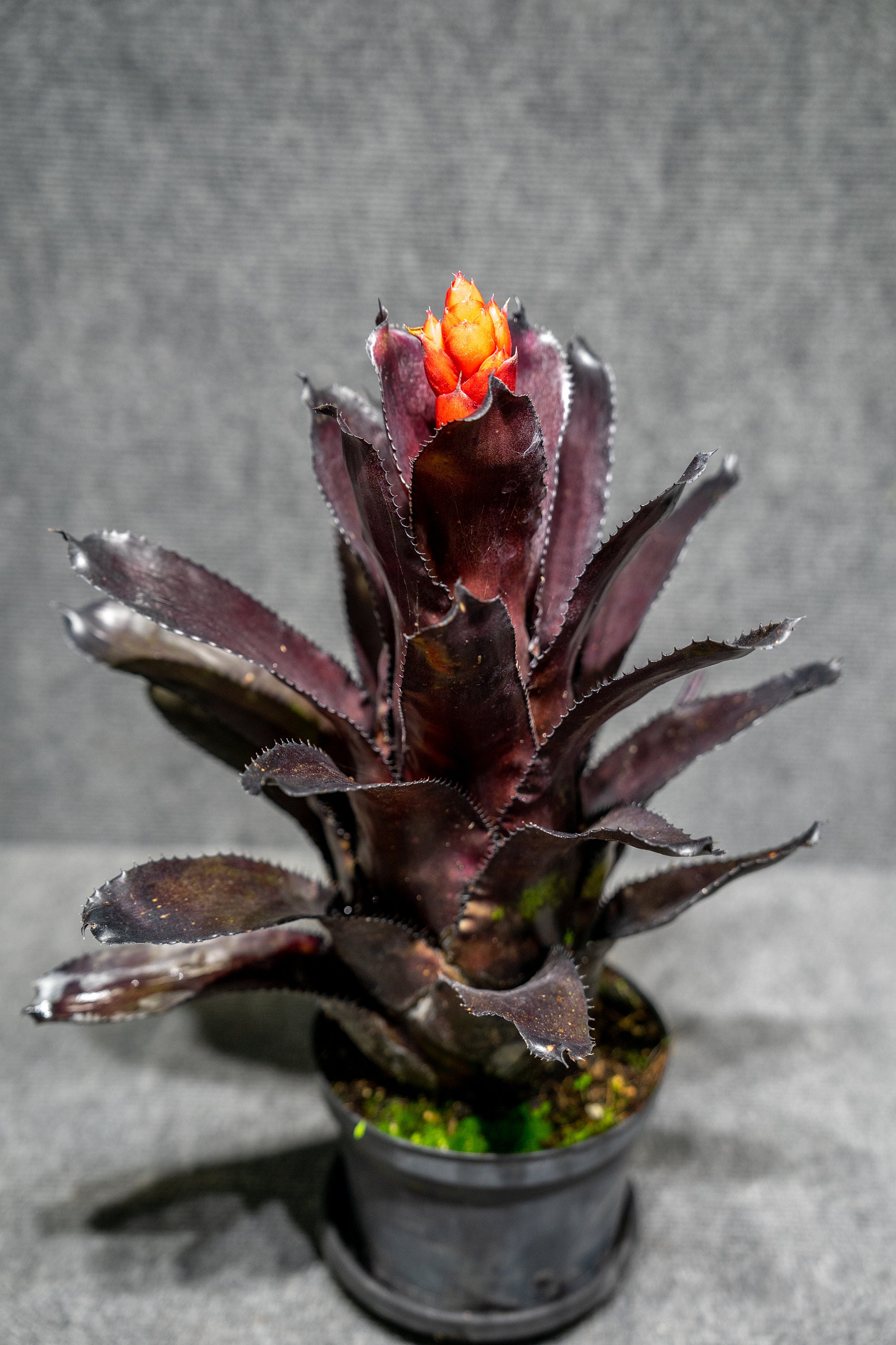 ユ*キ様 quesnelia seideliana (red form) 一苗 quesnelia seideliana (red form) 一苗