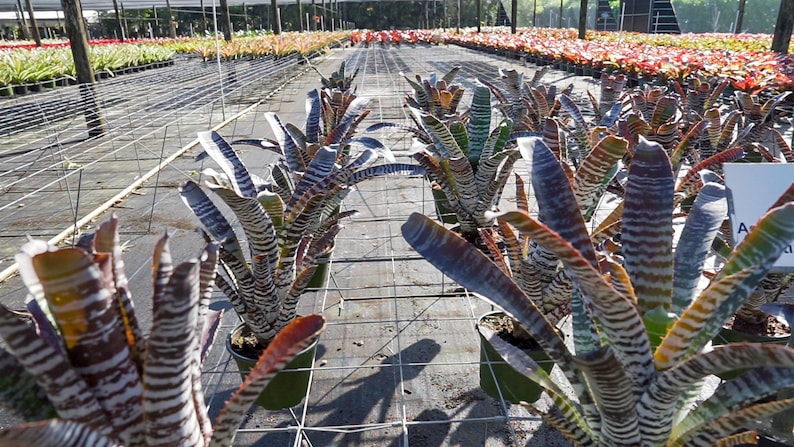 305 Greenery Aechmea Chantinii DeLeon - Thumbnail 5