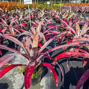 Aechmea Tropic Torch Red 9" pot : Silver Burgundy Bromeliad With Bright Red Bloom