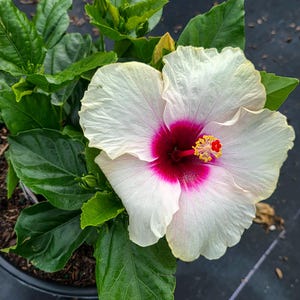 May include: A close-up of a white hibiscus flower with a deep magenta center and a yellow stamen. The flower is surrounded by large, glossy green leaves. The plant is in a black pot, and the background is a dark surface.