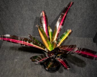 Bromeliad Aechmea Roberto Menescal 6" pot ( limited stock)