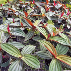 Medinilla Gregori Hambali: Rare Pink Flowering Tropical Plant (6" pot)