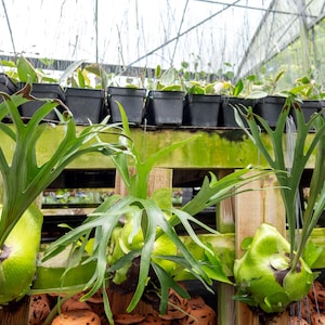 May include: A greenhouse scene featuring staghorn ferns mounted on wooden planks. The ferns have large, green, antler-like fronds. Small potted plants are visible in the background. The scene is well-lit, suggesting a focus on plant cultivation.