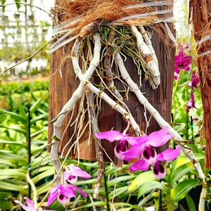 Dendrobium Parishii, Plaque