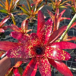 Neoregelia Tango Mango 6&quot; pot