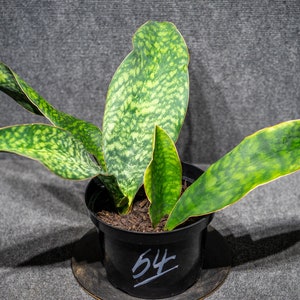 Sansevieria Masoniana (Whale Fin Snake Plant) 8 inch pot