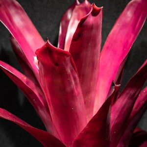 Bromeliad Aechmea Don Juan Pot 9 image 3