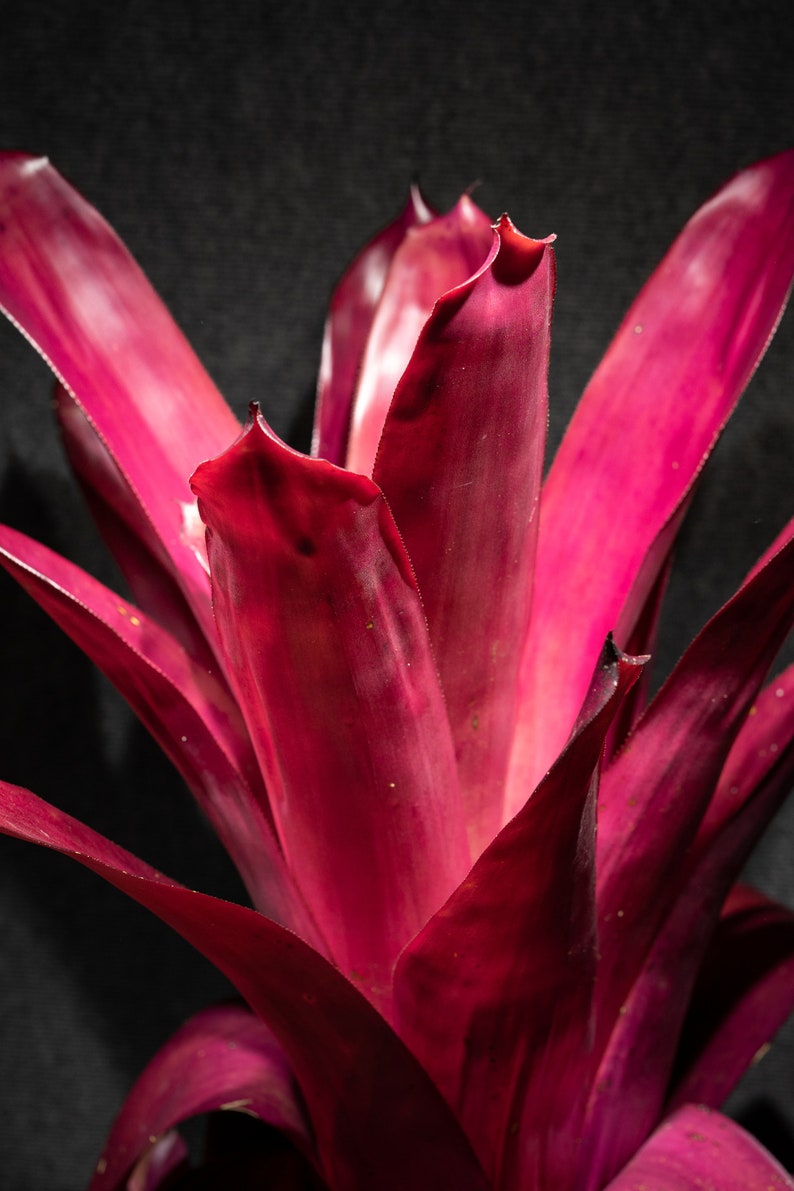 Bromeliad Aechmea Don Juan Pot 9 image 3