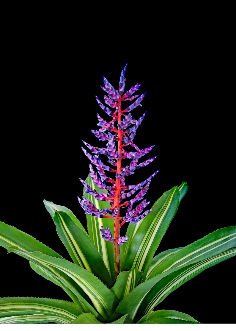 Bromeliad Aechmea Del Cielo 8 Pot image 3