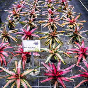 Bromeliad Neoregelia Margaret 6" pot