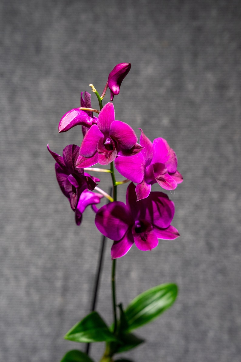 Dendrobium Poper Red image 2