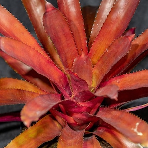 Bromeliad Aechmea Hacienda 8" Pot