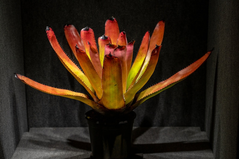 Neoregelia carcharodon 'Rainbow' 9 pot image 6