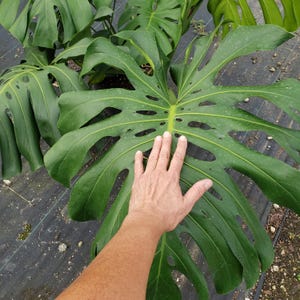 Large Monstera Deliciosa Plant in 7 Gallon Pot