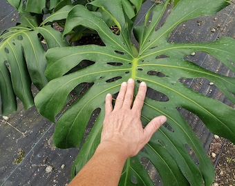 Large Monstera Deliciosa Plant in 7 Gallon Pot