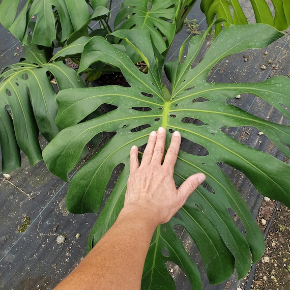parlor.palm 6' Curvy Parlor Palm Silk Tree