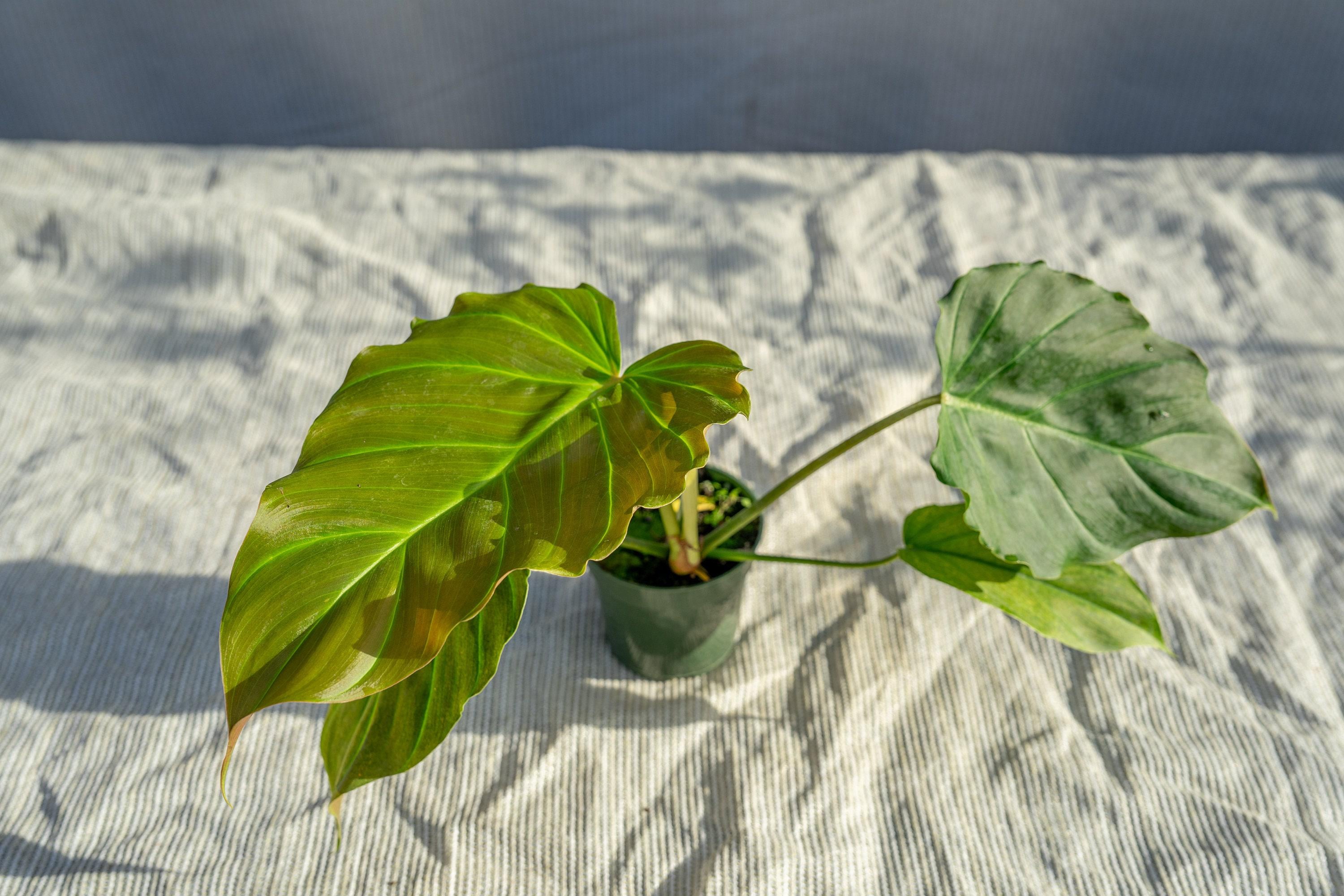 philodendron pink princess steckling Philodendron 'Pink Princess' – Foliage Factory main image 1
