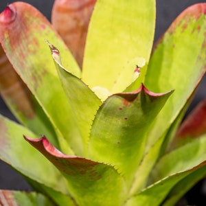 Bromeliad Hohenbergia Castellanosii 8" pot