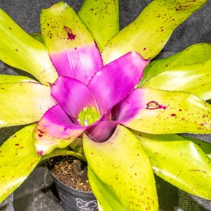 Bromeliad Neoregelia Sibella potted in a 6 inch pot