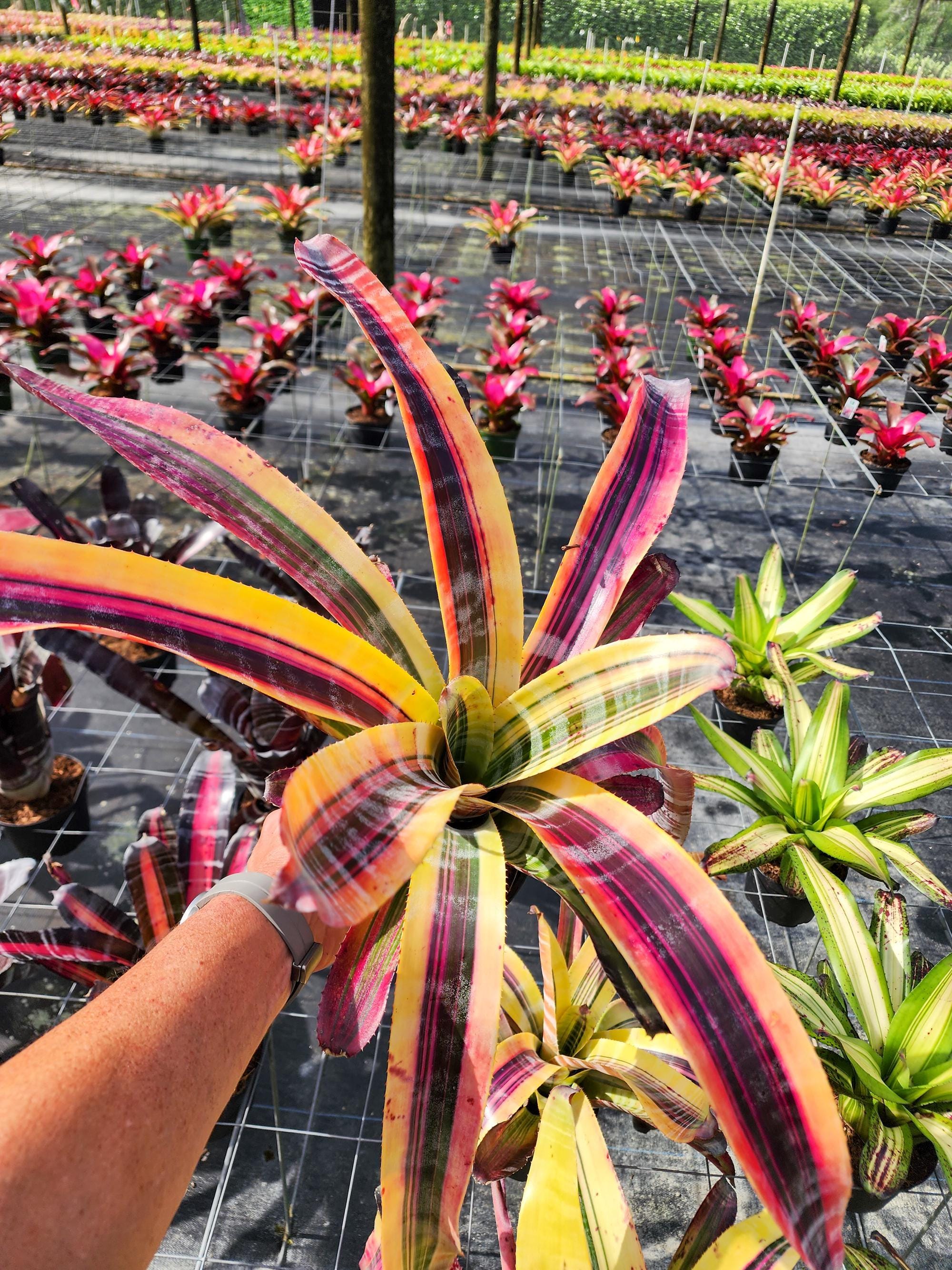 Aechmea Miami Heat (new,rare,collectors Items) - Etsy