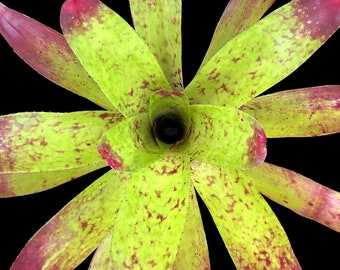 Neoregelia Sunshine 8" pot