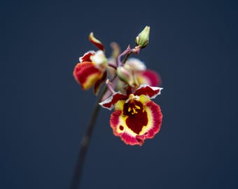 Tolumnia Jairak ‘Rainbow’ Hybrids #JM-01